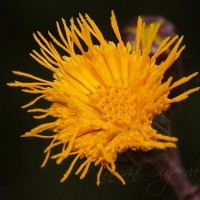 Gynura lycopersicifolia DC.